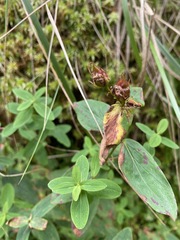 Hypericum graveolens