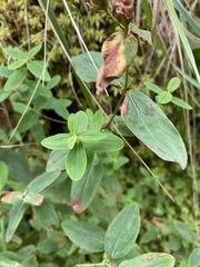 Hypericum graveolens