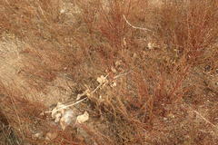 Asclepias californica californica