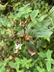 Hypericum graveolens