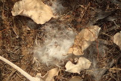 Asclepias californica californica