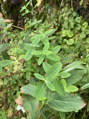 Hypericum graveolens