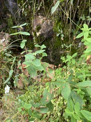 Hypericum graveolens