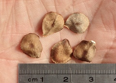 Asclepias californica californica