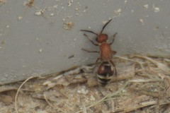 Timulla ferrugata