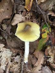 Tricholoma