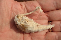 Asclepias californica californica