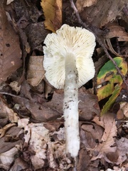 Tricholoma