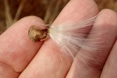 Asclepias californica californica