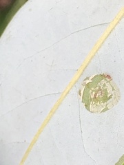 Cephaleuros virescens