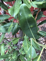 Cephaleuros virescens