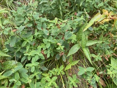 Hypericum graveolens