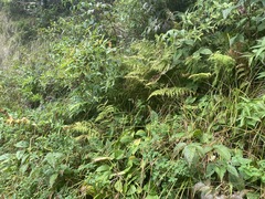 Hypericum graveolens