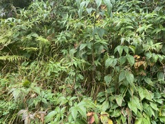 Hypericum graveolens