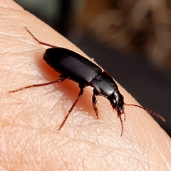 Lachnocrepis parallela