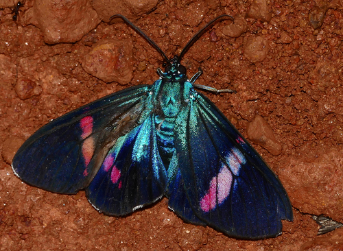 Hypocrita temperata