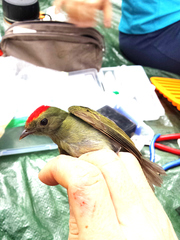 Chiroxiphia lanceolata