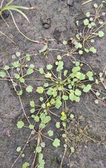 Halerpestes sarmentosa