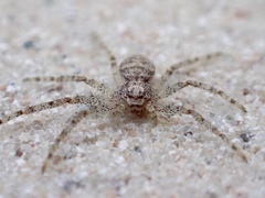 Philodromus buxi