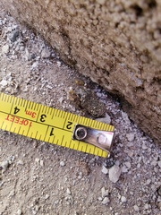 Eleutherodactylus verrucipes