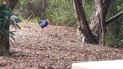 Porphyrio melanotus melanotus