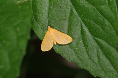 Eubaphe