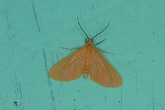 Eubaphe
