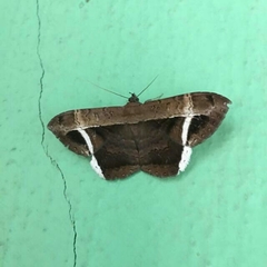 Hemeroblemma mexicana