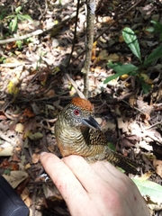 Cymbilaimus lineatus