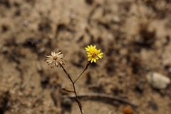 Lessingia pectinata pectinata