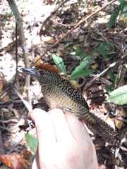 Cymbilaimus lineatus