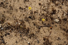 Lessingia pectinata pectinata