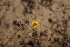 Lessingia pectinata pectinata