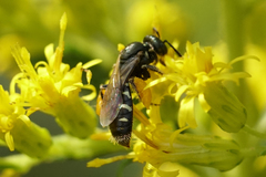 Perdita octomaculata