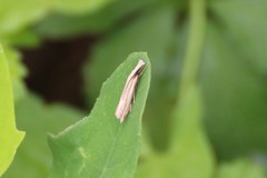 Angustalius malacellus