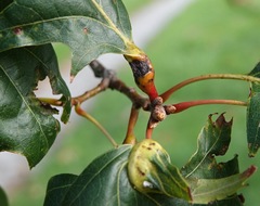 Melikaiella tumifica