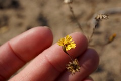 Lessingia pectinata pectinata