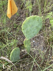 Opuntia cacanapa