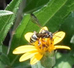 Nomada texana