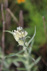Pseudognaphalium chartaceum