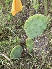 Opuntia cacanapa