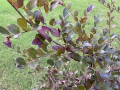 Loropetalum