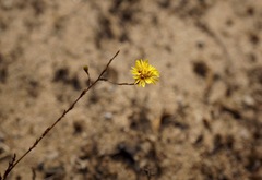 Lessingia pectinata pectinata