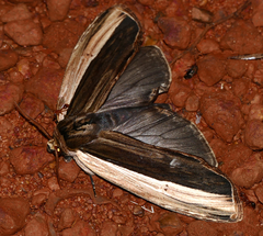 Truncaptera truncata