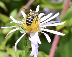 Cnemidandrena