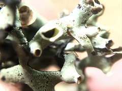 Hypogymnia imshaugii image