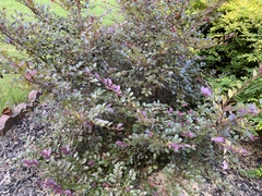 Loropetalum