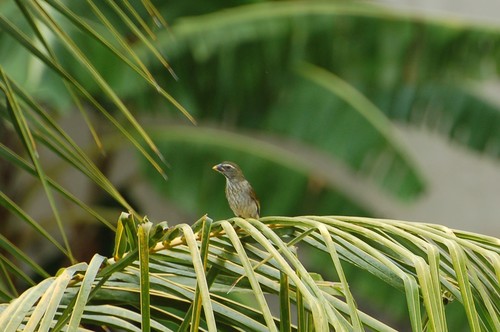 Saltator albicollis