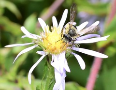 Cnemidandrena