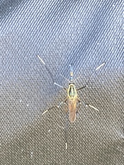 Toxorhynchites rutilus septentrionalis